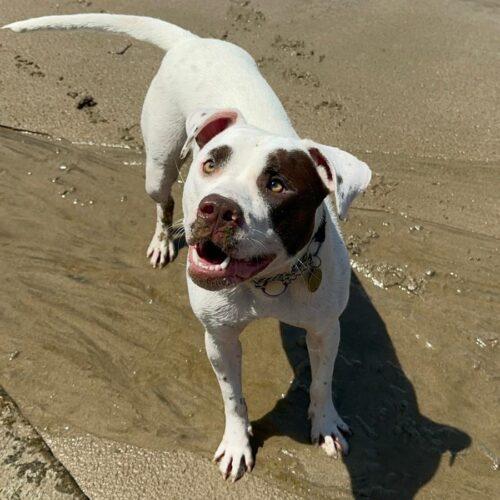 Margot - Un Anno (Nata Indicativamente Il 1 Giugno 2024)  - Mix Amstaff  - Taglia: Media  